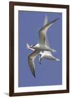 Elegnat Terns in Flight with Fish in their Bills-Hal Beral-Framed Photographic Print