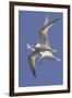 Elegnat Terns in Flight with Fish in their Bills-Hal Beral-Framed Photographic Print