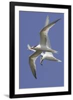 Elegnat Terns in Flight with Fish in their Bills-Hal Beral-Framed Photographic Print