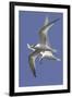 Elegnat Terns in Flight with Fish in their Bills-Hal Beral-Framed Photographic Print