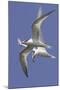 Elegnat Terns in Flight with Fish in their Bills-Hal Beral-Mounted Photographic Print