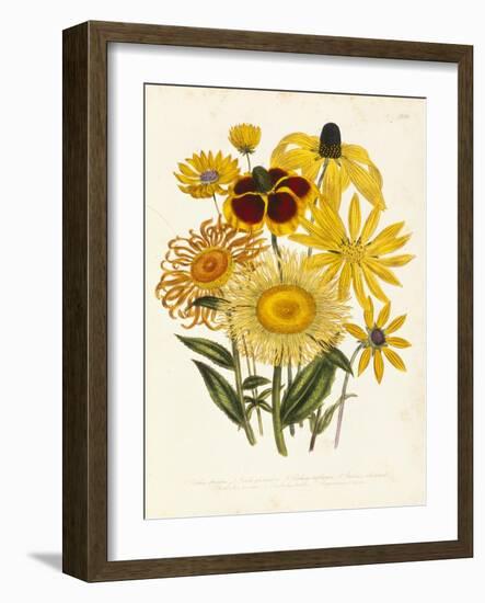 Elekia Speciosa, Inula Glandiosa, Silphuim Trifoliatum-null-Framed Giclee Print