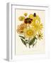 Elekia Speciosa, Inula Glandiosa, Silphuim Trifoliatum-null-Framed Giclee Print