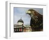 Elektra, a Harris Hawk-null-Framed Photographic Print