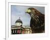 Elektra, a Harris Hawk-null-Framed Photographic Print