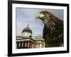 Elektra, a Harris Hawk-null-Framed Photographic Print