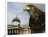 Elektra, a Harris Hawk-null-Framed Photographic Print