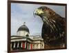 Elektra, a Harris Hawk-null-Framed Photographic Print