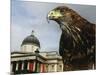 Elektra, a Harris Hawk-null-Mounted Photographic Print