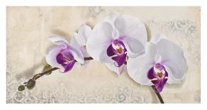 Royal Orchid-Elena Dolci-Framed Art Print