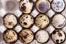 Raw Quail Eggs in Egg Holder from Above-Elena Veselova-Photographic Print