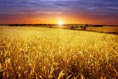 Colorful Sunset over Wheat Field.-Elenamiv-Photographic Print