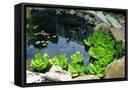 Canvas Black