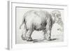 Elephant, 1637, Black Chalk Drawing-Rembrandt van Rijn-Framed Giclee Print