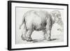 Elephant, 1637, Black Chalk Drawing-Rembrandt van Rijn-Framed Giclee Print