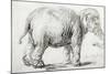 Elephant, 1637, Black Chalk Drawing-Rembrandt van Rijn-Mounted Giclee Print