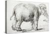 Elephant, 1637, Black Chalk Drawing-Rembrandt van Rijn-Stretched Canvas