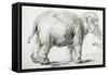 Elephant, 1637, Black Chalk Drawing-Rembrandt van Rijn-Framed Stretched Canvas