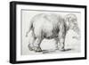 Elephant, 1637, Black Chalk Drawing-Rembrandt van Rijn-Framed Giclee Print