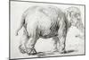 Elephant, 1637, Black Chalk Drawing-Rembrandt van Rijn-Mounted Giclee Print