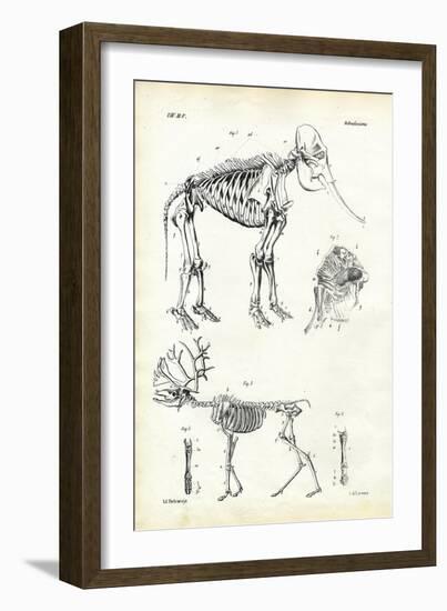 Elephant, 1863-79-Raimundo Petraroja-Framed Giclee Print