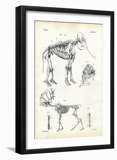 Elephant, 1863-79-Raimundo Petraroja-Framed Giclee Print