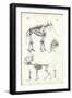 Elephant, 1863-79-Raimundo Petraroja-Framed Giclee Print