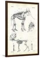 Elephant, 1863-79-Raimundo Petraroja-Framed Giclee Print