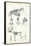 Elephant, 1863-79-Raimundo Petraroja-Framed Stretched Canvas