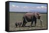 Elephant Adult and Baby-DLILLC-Framed Stretched Canvas