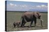 Elephant Adult and Baby-DLILLC-Stretched Canvas