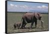 Elephant Adult and Baby-DLILLC-Framed Stretched Canvas