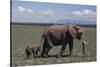 Elephant Adult and Baby-DLILLC-Stretched Canvas