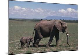 Elephant Adult and Baby-DLILLC-Mounted Photographic Print