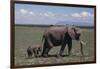 Elephant Adult and Baby-DLILLC-Framed Photographic Print