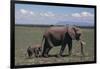 Elephant Adult and Baby-DLILLC-Framed Photographic Print