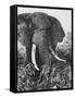 Elephant After Dirt Bath on the Plains-Eliot Elisofon-Framed Stretched Canvas