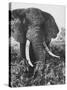 Elephant After Dirt Bath on the Plains-Eliot Elisofon-Stretched Canvas