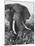 Elephant After Dirt Bath on the Plains-Eliot Elisofon-Mounted Photographic Print