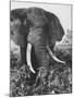 Elephant After Dirt Bath on the Plains-Eliot Elisofon-Mounted Photographic Print