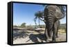 Elephant along Botete River, Botswana-Paul Souders-Framed Stretched Canvas