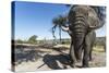 Elephant along Botete River, Botswana-Paul Souders-Stretched Canvas