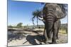 Elephant along Botete River, Botswana-Paul Souders-Mounted Photographic Print