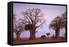 Elephant among Trees-DLILLC-Framed Stretched Canvas