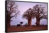 Elephant among Trees-DLILLC-Framed Stretched Canvas