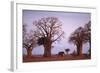 Elephant among Trees-DLILLC-Framed Photographic Print