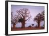 Elephant among Trees-DLILLC-Framed Photographic Print