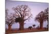 Elephant among Trees-DLILLC-Mounted Photographic Print