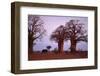 Elephant among Trees-DLILLC-Framed Photographic Print