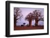 Elephant among Trees-DLILLC-Framed Photographic Print